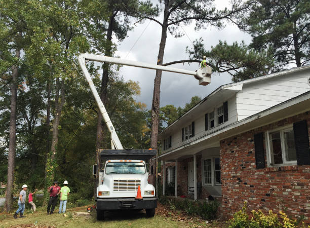 Best Tree Trimming and Pruning  in New Holstein, WI