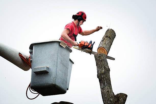 Best Hedge Trimming  in New Holstein, WI