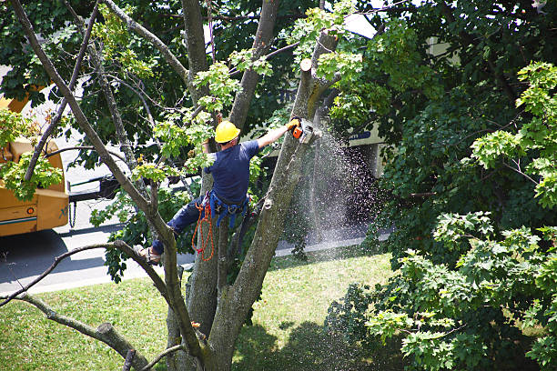 Lawn Watering Services in New Holstein, WI